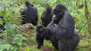 10 Days Uganda Rwanda Safari