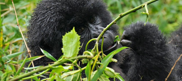 1 Day Rwanda Gorilla Safari
