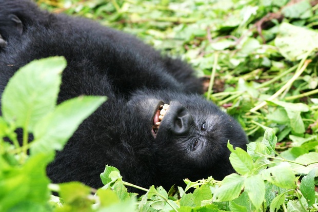 4 Days Rwanda Gorillas & Lake Kivu Safari