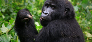 Uganda Gorilla Tracking Permits