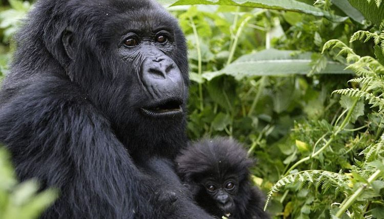 4 Days Rwanda Gorillas & Dian Fossey Hike