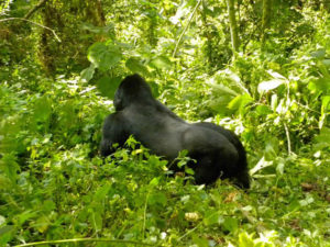 7 Days Rwanda Wildlife