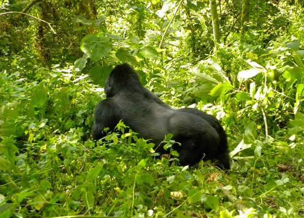 7 Days Rwanda Wildlife