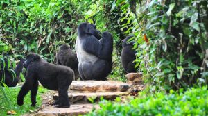 Rushegura Gorilla Family