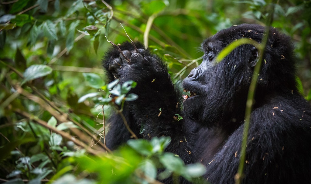Best Places to see mountain gorillas