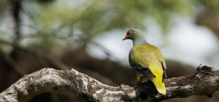 Birding in Bwindi Forest