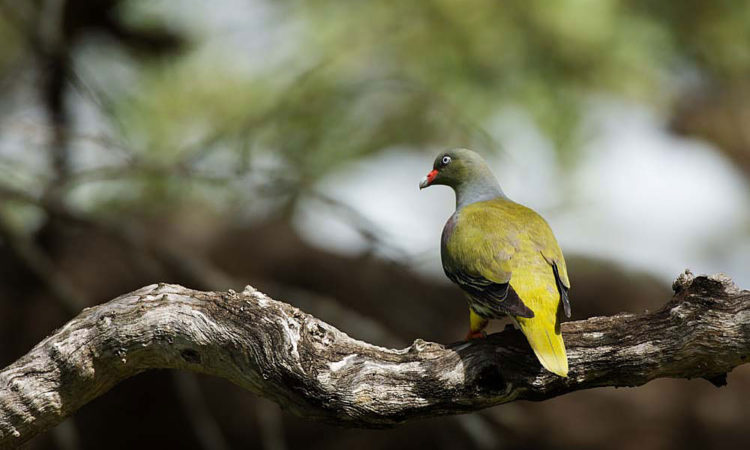 Birding in Bwindi Forest
