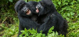 Uganda Gorilla Habituation