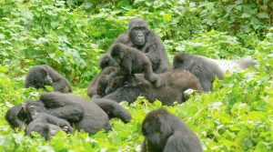 habimanya gorilla family