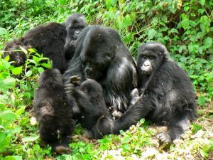 mishaya gorilla family