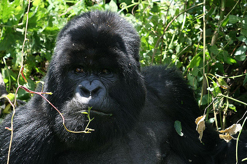 Amahoro Gorilla Group