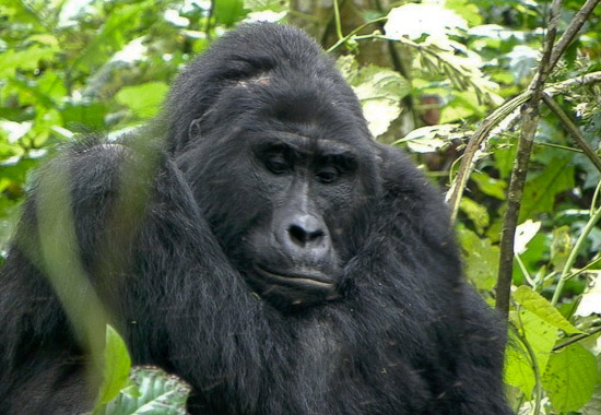 Bweza Gorilla Group