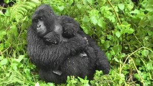 Hirwa Gorilla Group
