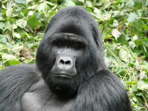 Kyaguriro Gorilla Group
