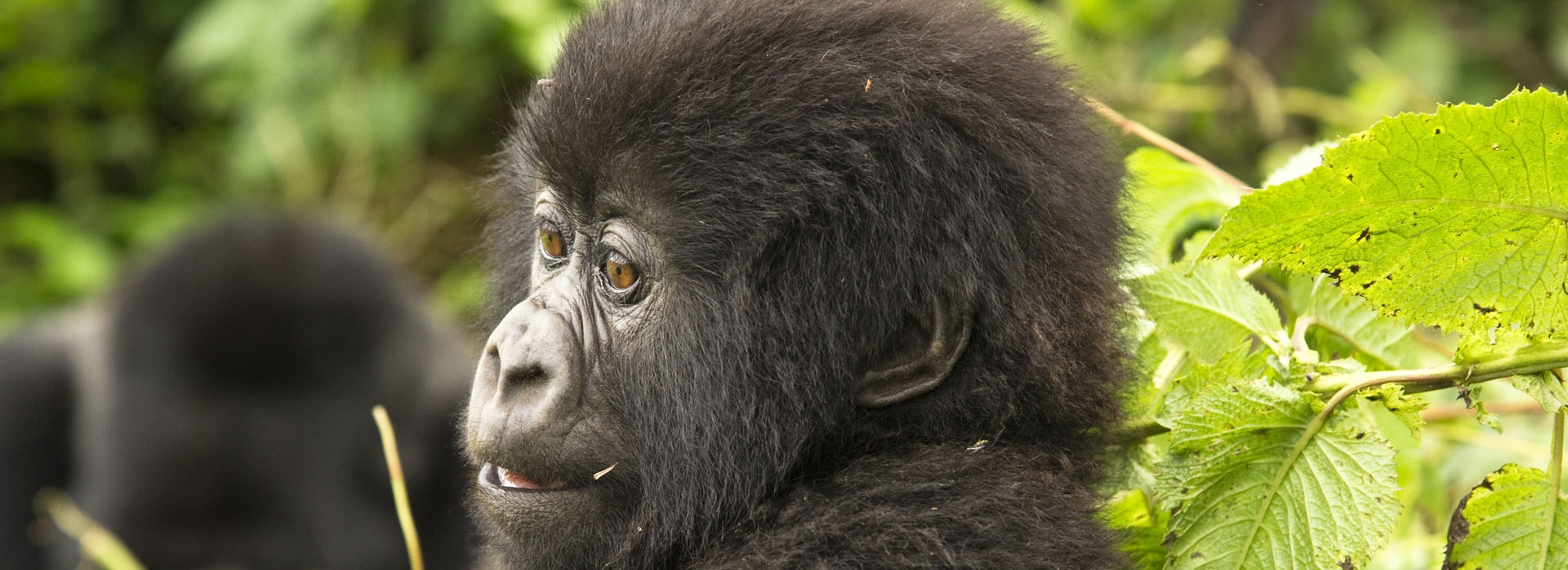 Nyakagezi Gorilla Group