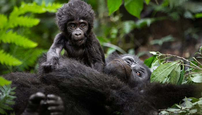 Oruzogo Gorilla Family
