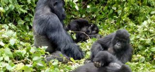 Umubano Gorilla Group