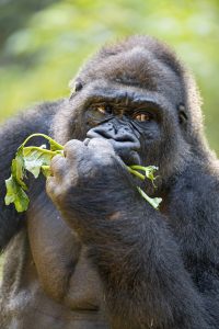 Gorillas Feed