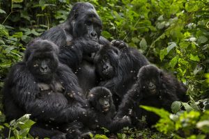 Gorilla trekking sectors