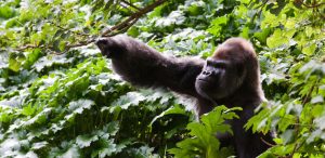Gorilla Conservation
