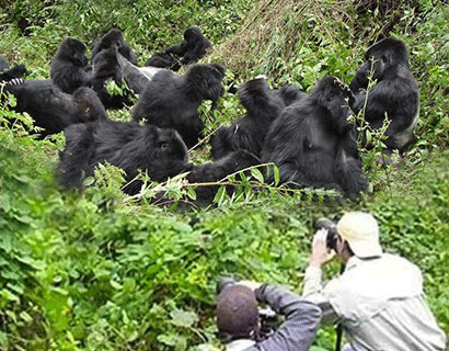 Gorilla-trekking-tour-in-Uganda