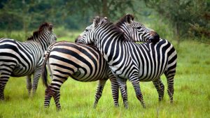 Zebras in Lake Mburo