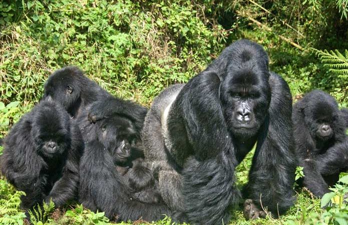 gorilla Safaris