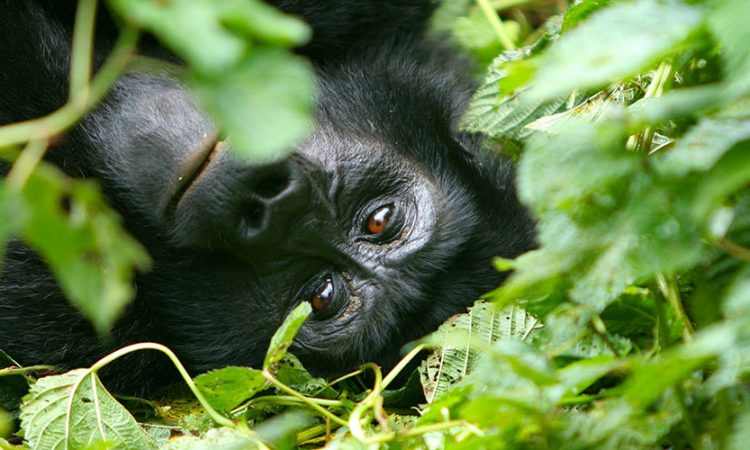Cost of gorilla trekking in rwanda