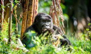 Cost of gorilla trekking in uganda