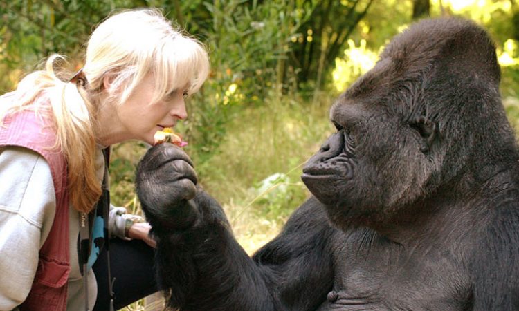 Gorilla Habituation Experience