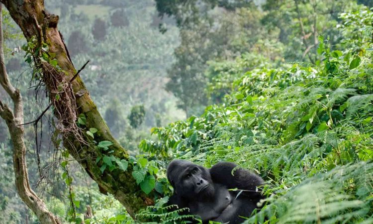 How long does gorilla trekking take