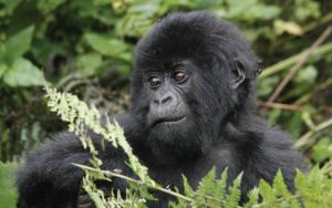 Uganda Gorilla Holiday