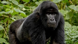 10 Facts About Mountain Gorilla Trekking