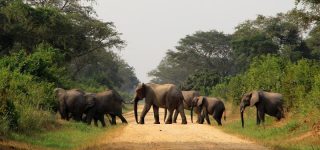 7 Days Uganda Gorillas and Wildlife Safari