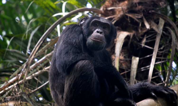 Chimpanzee Trekking in Kyambura Gorge