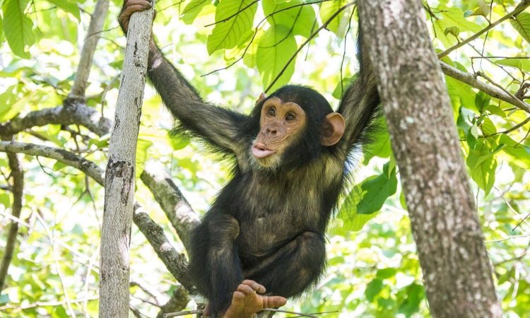 Chimpanzee Trekking in Uganda 