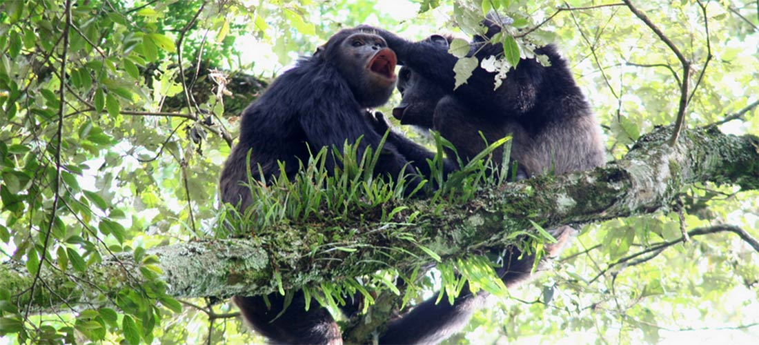 Chimpanzee Trekking in Uganda 