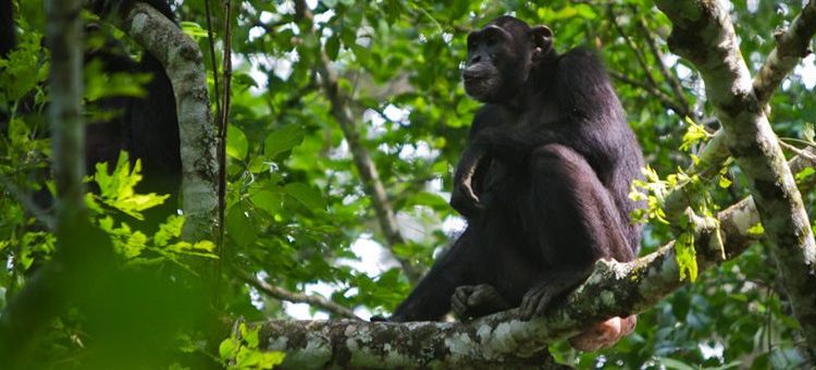 Gorillas & Chimpanzee Trekking Uganda Safari(5 Days)