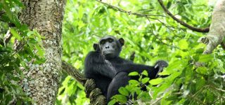Chimpanzee trekking in Budongo forest