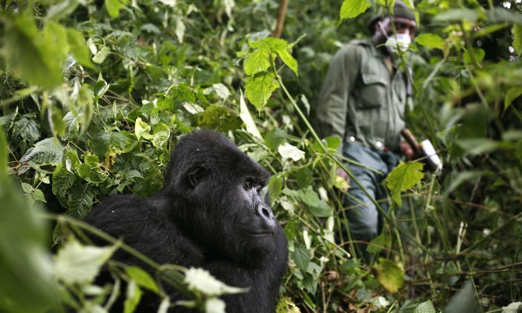 Protecting Gorillas and Chimpanzees from Covid-19