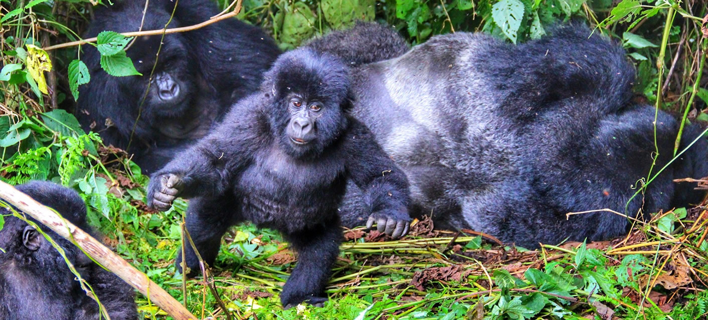 Hirwa Gorilla Family Returned to Rwanda