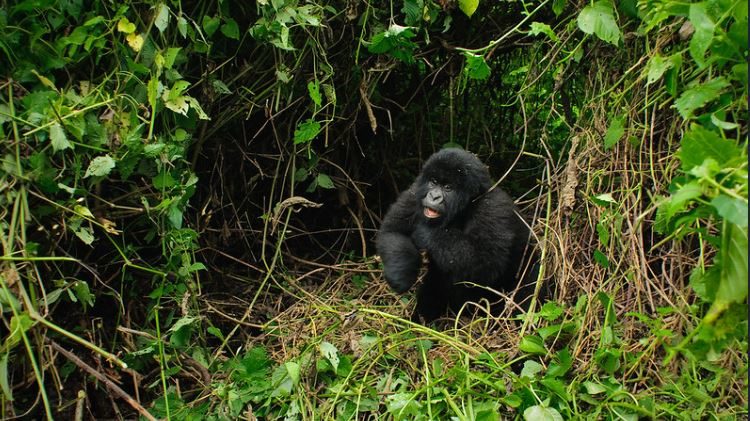 2 Days Virunga Gorilla Trekking
