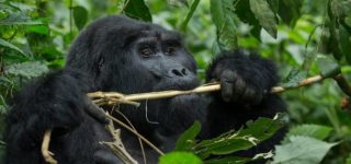2 Days Virunga Gorilla Trekking