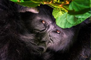 7 Days Gorilla Trek, Lake Bunyonyi and Wildlife Tour