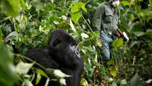 Rafiki The Beloved Gorilla killed by Poachers