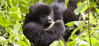 4 Days Congo Gorilla Trekking Safari