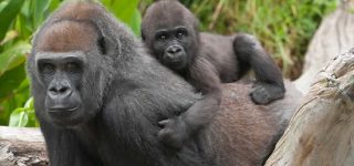 4 Days Special Congo Gorilla Safari