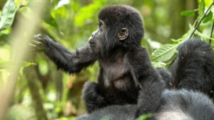 12 Days Best of Uganda Rwanda Gorilla trekking & Wildlife safaris