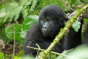 3 Days Uganda Gorilla Habituation Experience from Kigali