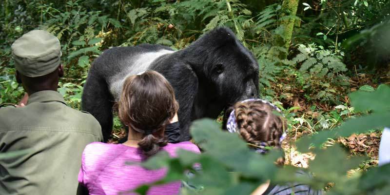 4 Days Rwanda Double Gorilla trek
